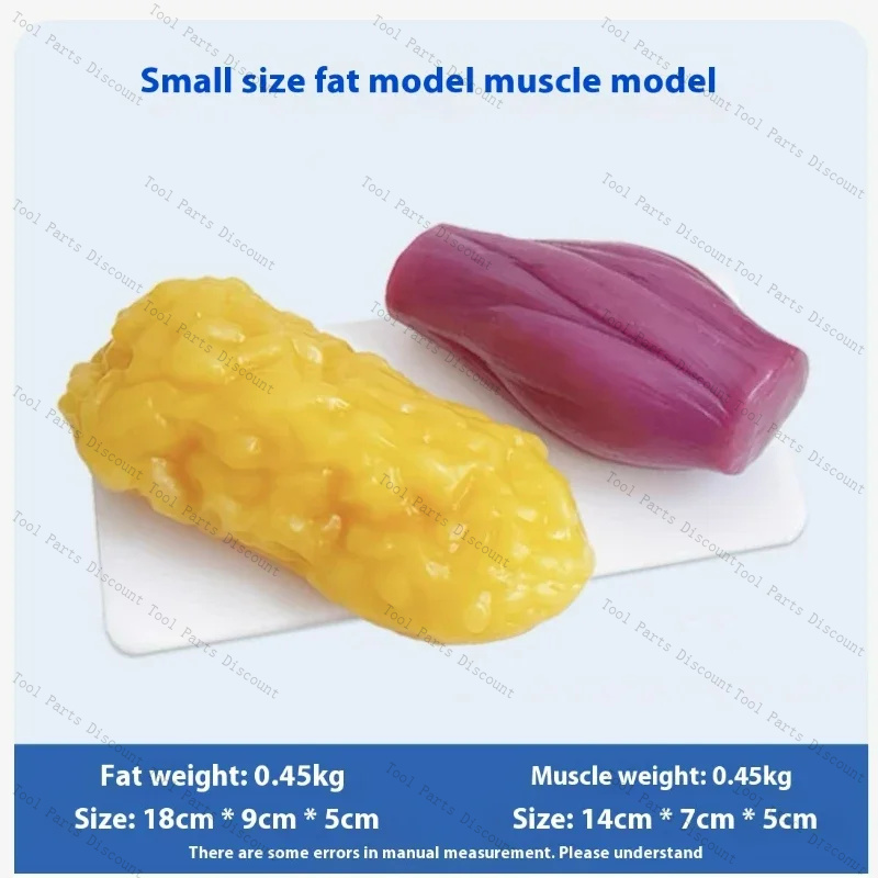 Human Muscle Replicas Weight L - Nutrition Fitness Center 评论和价格